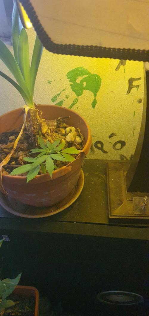 Experiment 408 & 405. Week 6 - clone 4