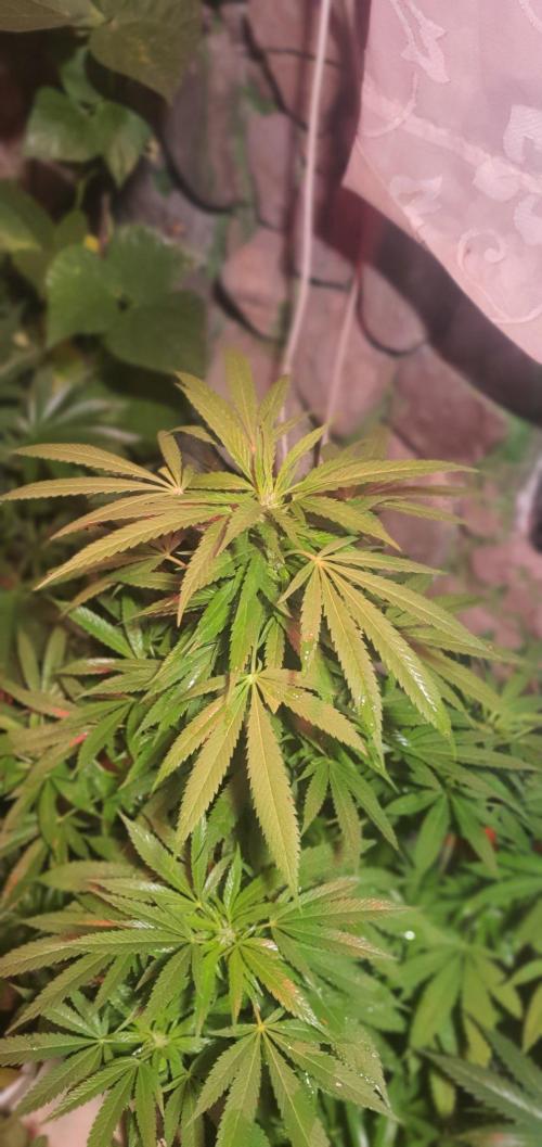 Ramona. Week 18 - llmllmlmmmmm GMO