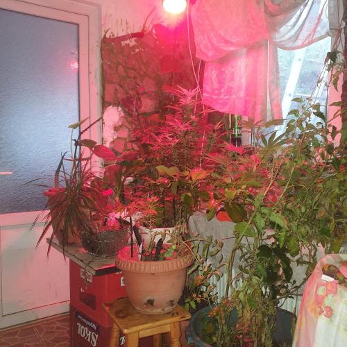 Ramona. Week 18 - see, for make light installationz
