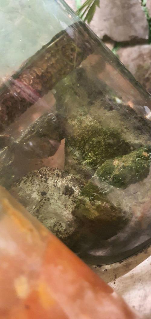 Experiment 408 & 405. Week 8 - ???? samurai fish ?