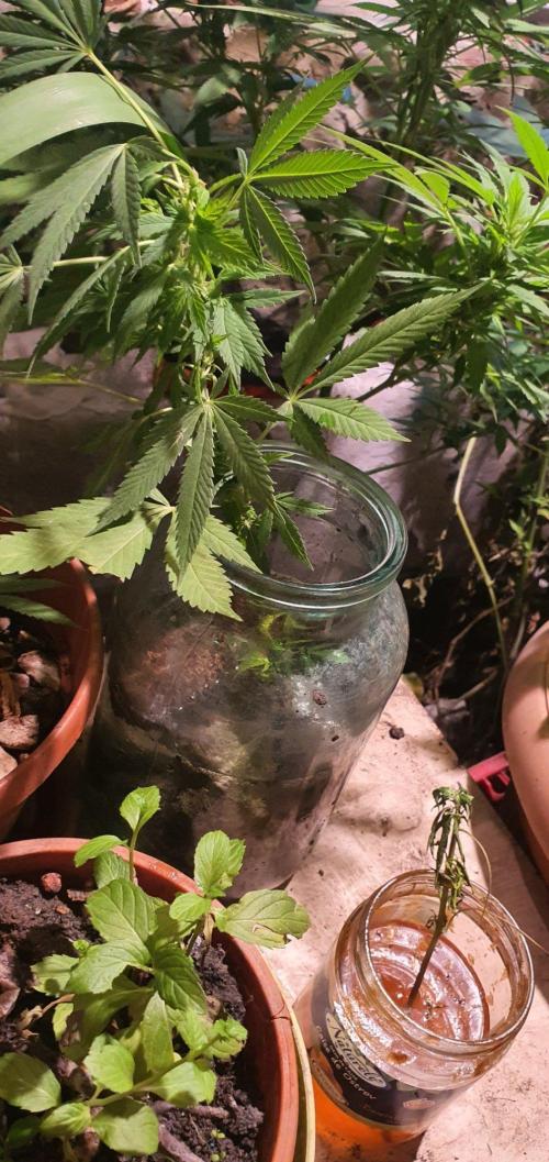 Experiment 408 & 405. Week 8