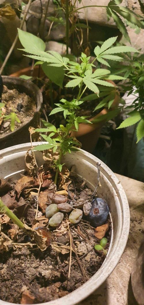 Experiment 408 & 405. Week 9 - marinating a bud'