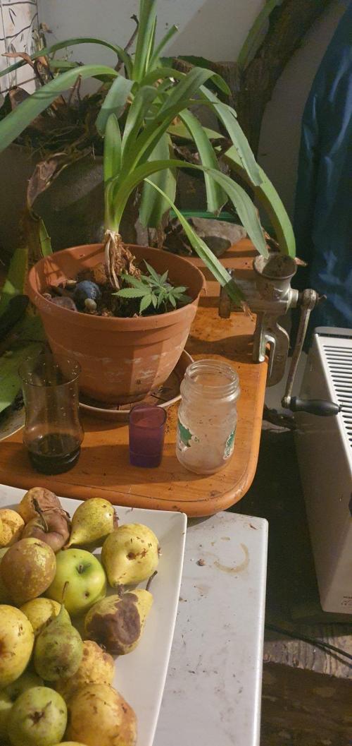 Experiment 408 & 405. Week 9 - Meanwhile'