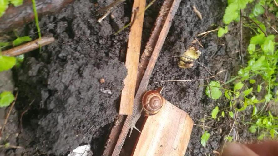 Wlkol 2 Grden Adam