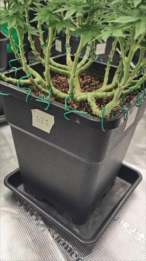 GORILLA ZKITTLEZ - Barney's Farm