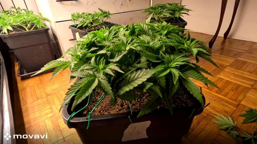 MOBY DICK - Barney's farm