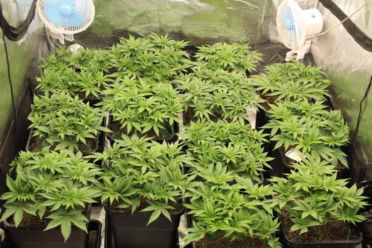 MOBY DICK - Barney's farm. Week 6