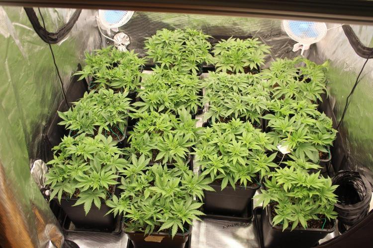 MOBY DICK - Barney's farm. Week 6