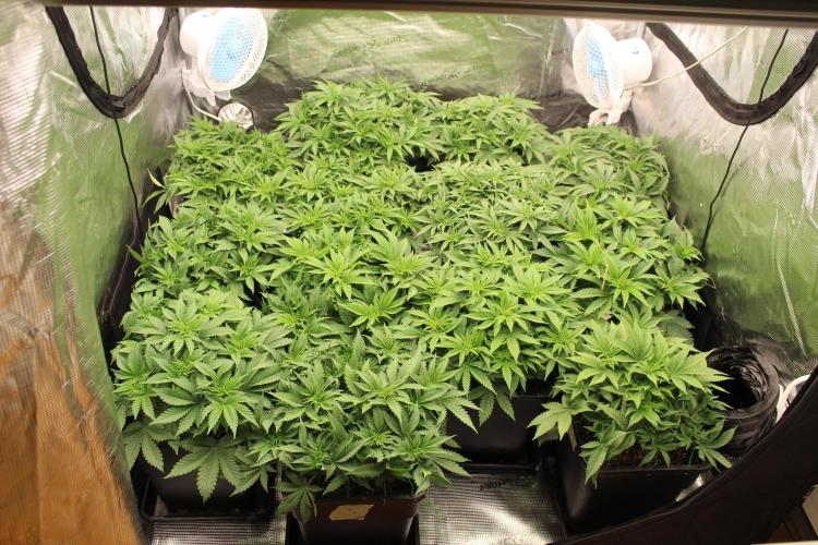 MOBY DICK - Barney's farm. Week 6