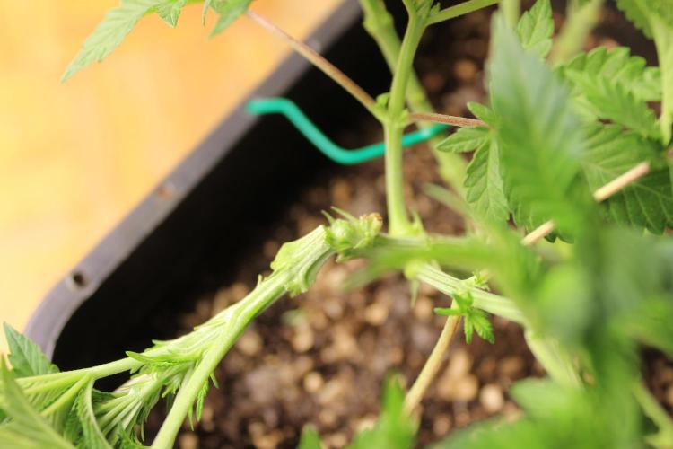 MOBY DICK - Barney's farm. Week 6