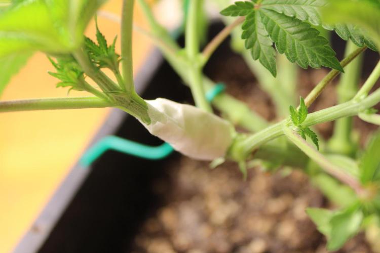 MOBY DICK - Barney's farm. Week 6