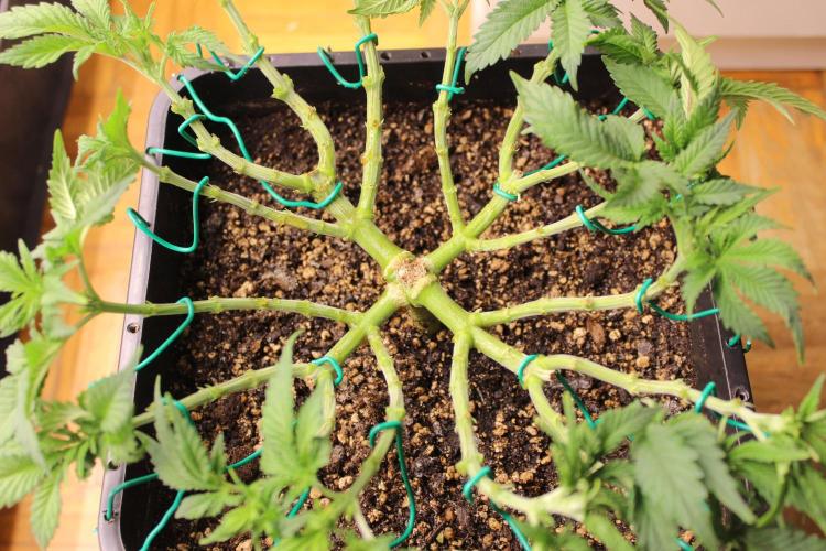 MOBY DICK - Barney's farm. Week 6