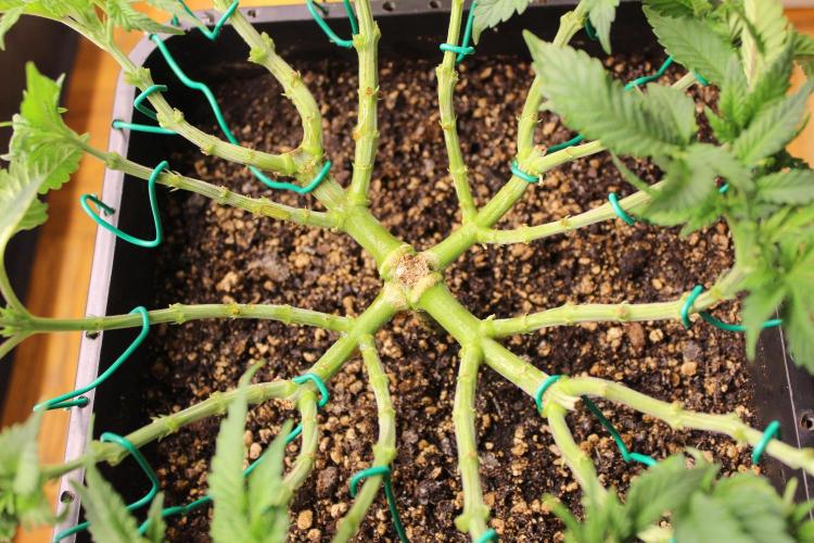 MOBY DICK - Barney's farm. Week 6