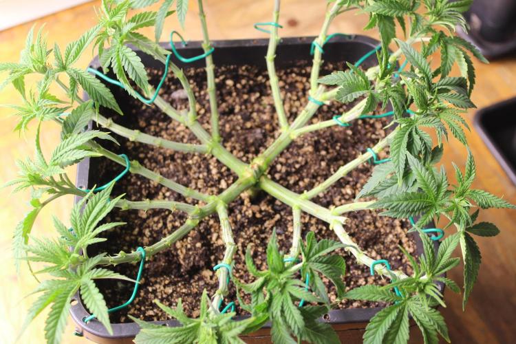 MOBY DICK - Barney's farm. Week 6