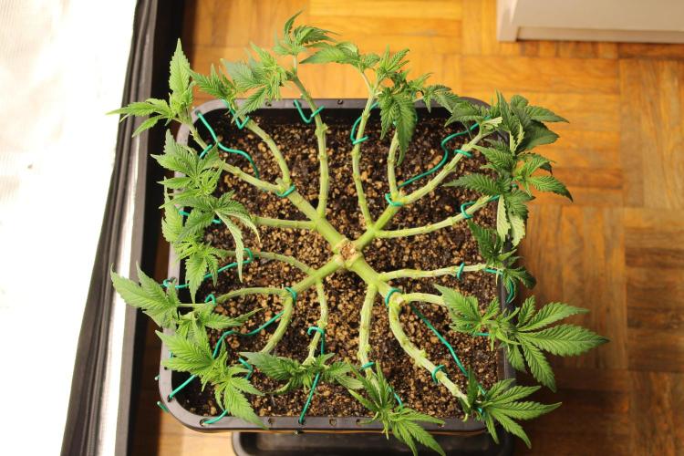 MOBY DICK - Barney's farm. Week 6