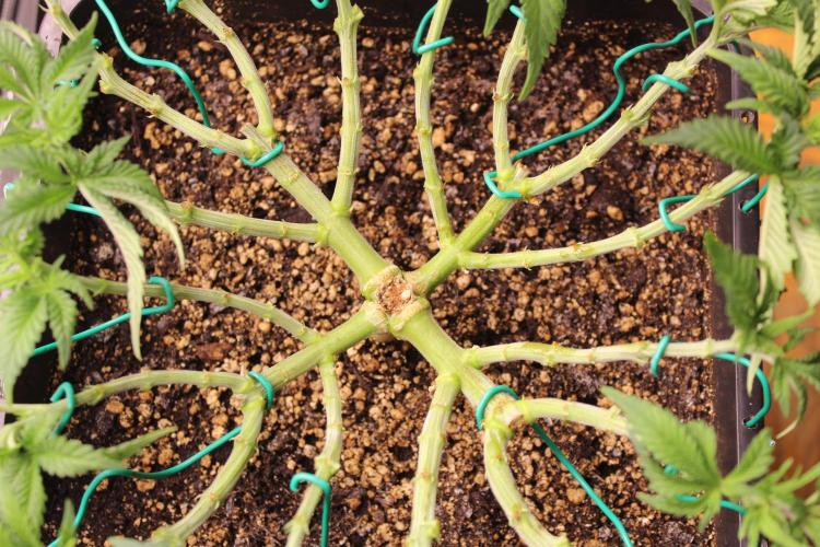 MOBY DICK - Barney's farm. Week 6