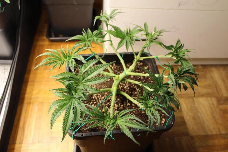 MOBY DICK - Barney's farm. Week 6