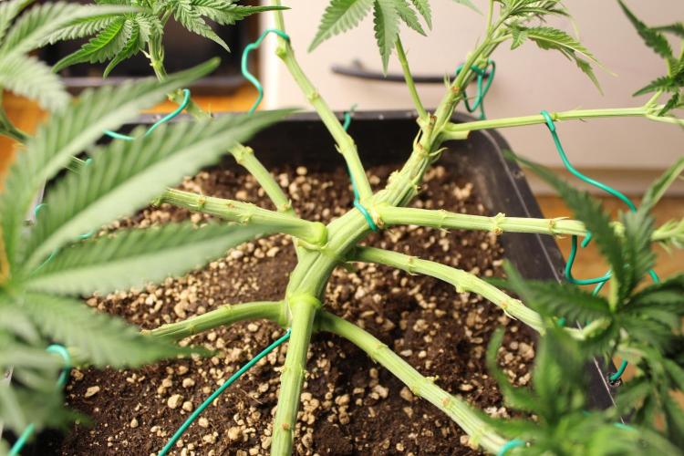 MOBY DICK - Barney's farm. Week 6