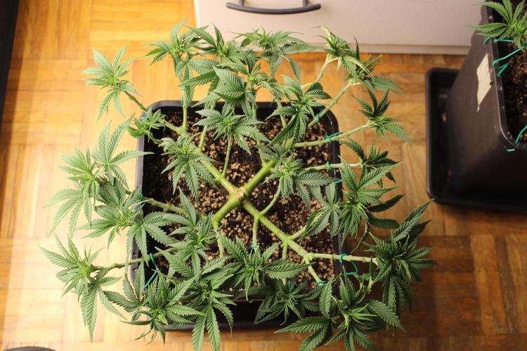 MOBY DICK - Barney's farm. Week 6