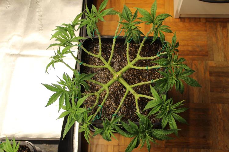 MOBY DICK - Barney's farm. Week 6