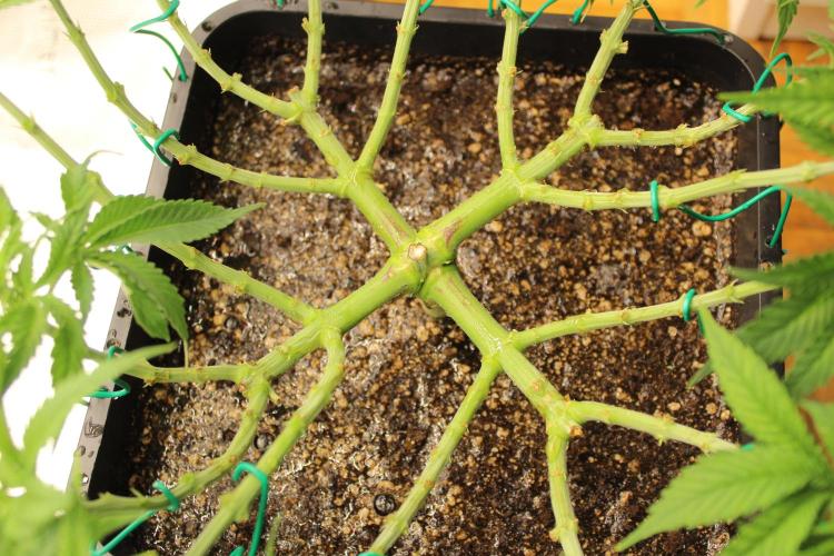 MOBY DICK - Barney's farm. Week 6