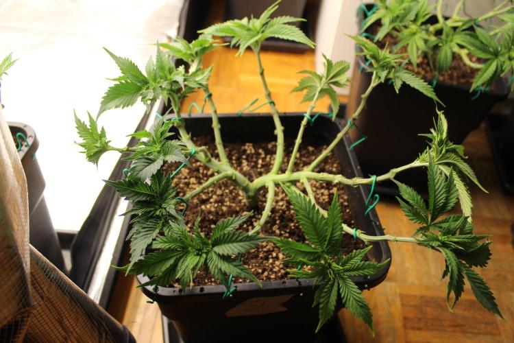 MOBY DICK - Barney's farm. Week 6