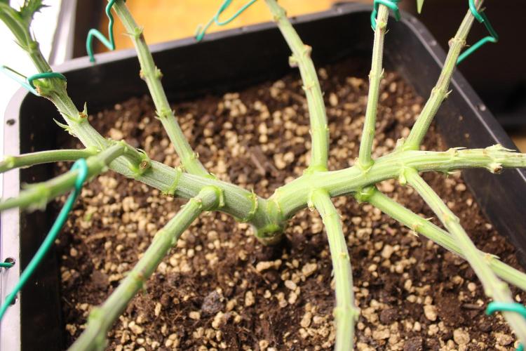 MOBY DICK - Barney's farm. Week 6