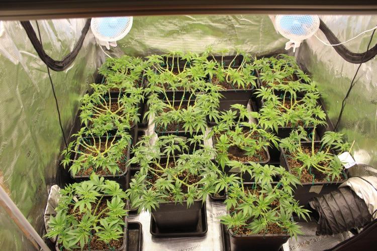 MOBY DICK - Barney's farm. Week 6