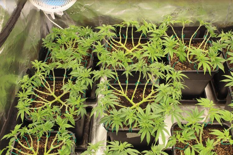 MOBY DICK - Barney's farm. Week 6