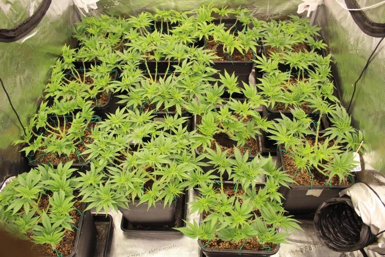 MOBY DICK - Barney's farm. Week 6