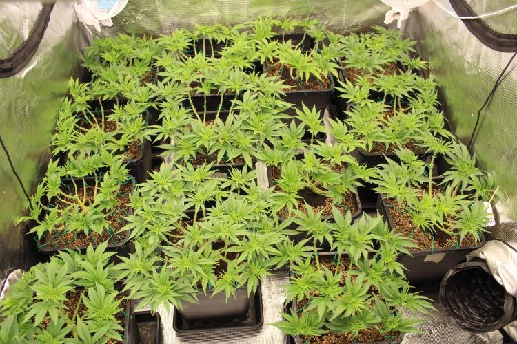 MOBY DICK - Barney's farm. Week 6