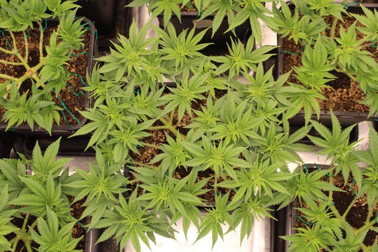 MOBY DICK - Barney's farm. Week 6