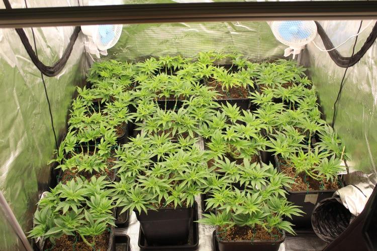 MOBY DICK - Barney's farm. Week 6