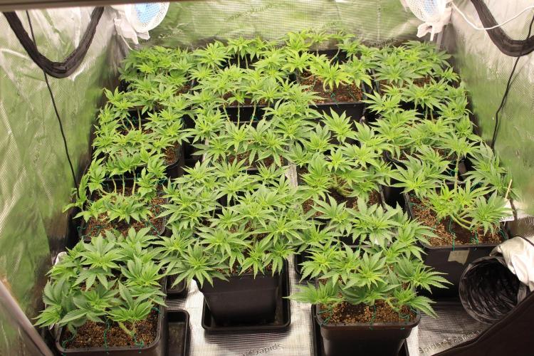 MOBY DICK - Barney's farm. Week 6