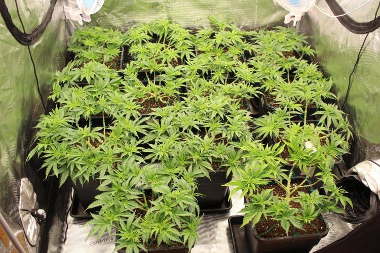 MOBY DICK - Barney's farm. Week 6