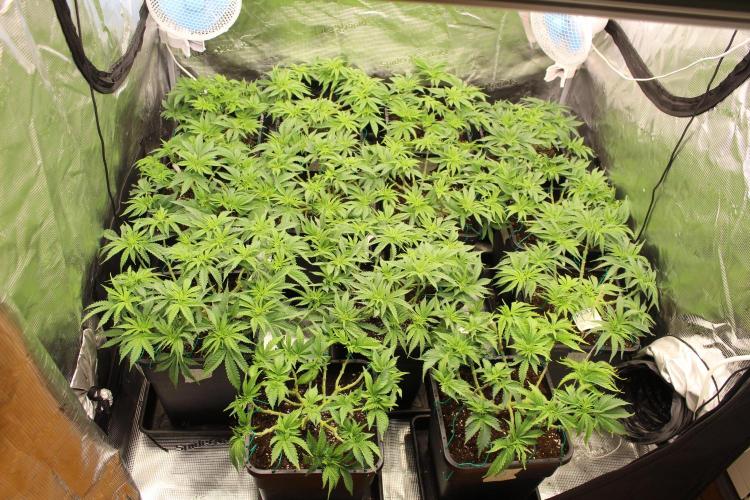 MOBY DICK - Barney's farm. Week 6