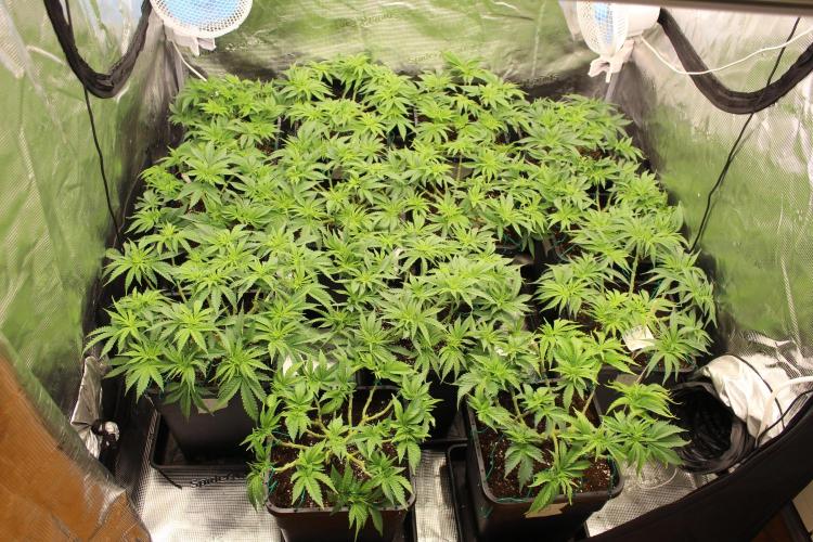 MOBY DICK - Barney's farm. Week 6