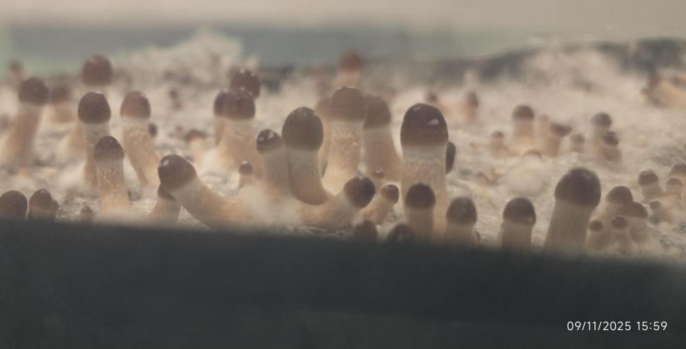 MOBY DICK - Barney's farm. Week 6