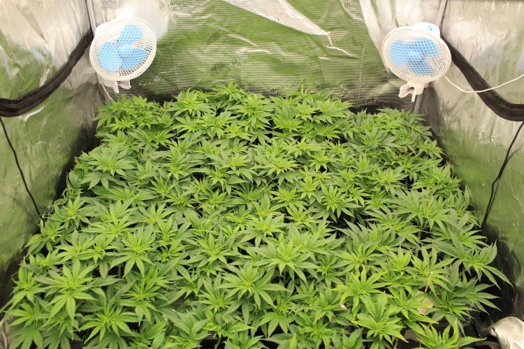 MOBY DICK - Barney's farm. Week 7