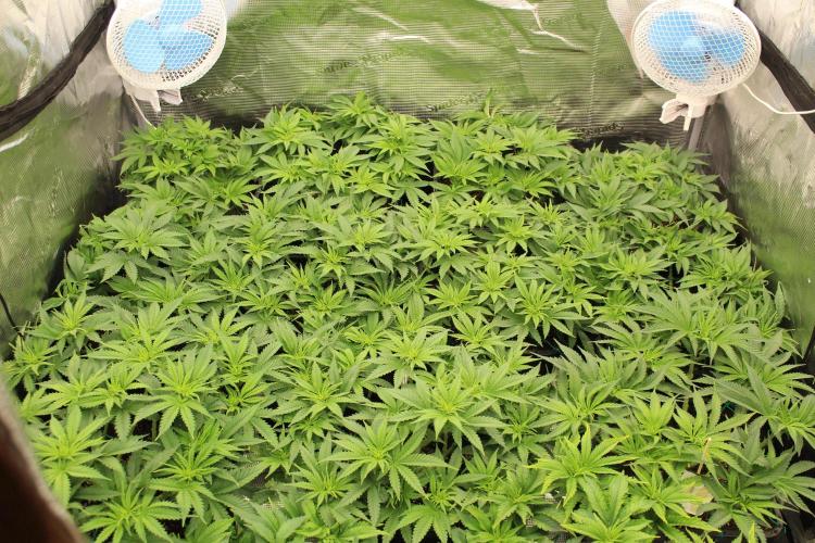 MOBY DICK - Barney's farm. Week 7