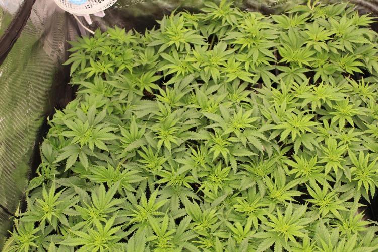 MOBY DICK - Barney's farm. Week 7