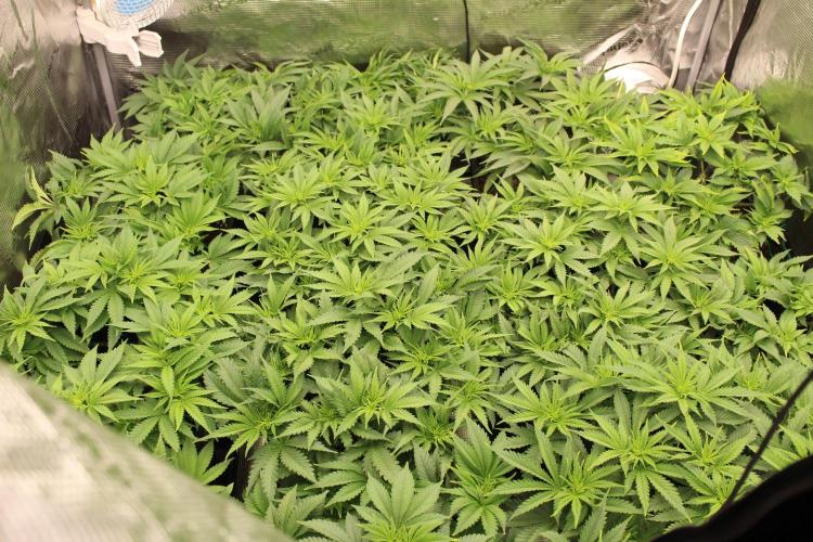 MOBY DICK - Barney's farm. Week 7