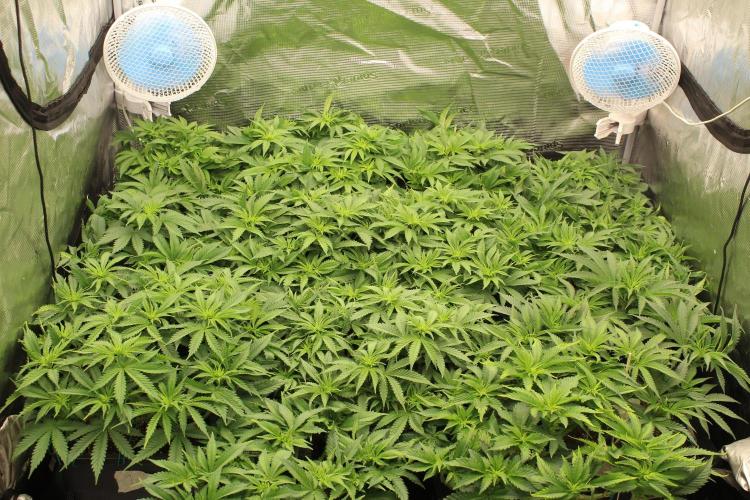 MOBY DICK - Barney's farm. Week 7