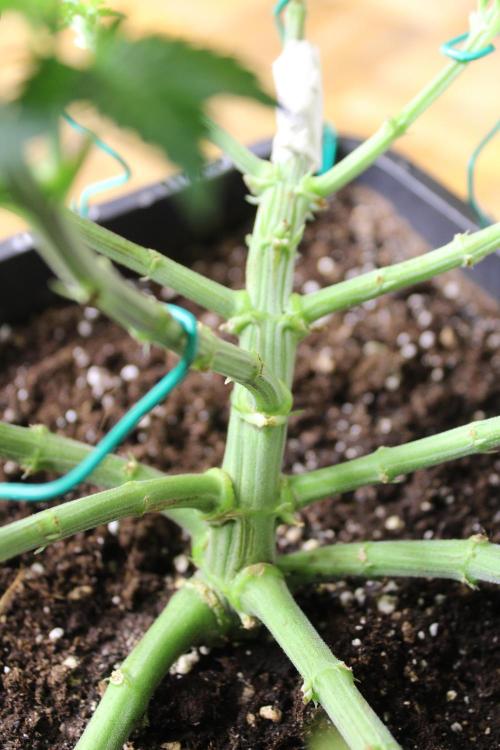 MOBY DICK - Barney's farm. Week 7