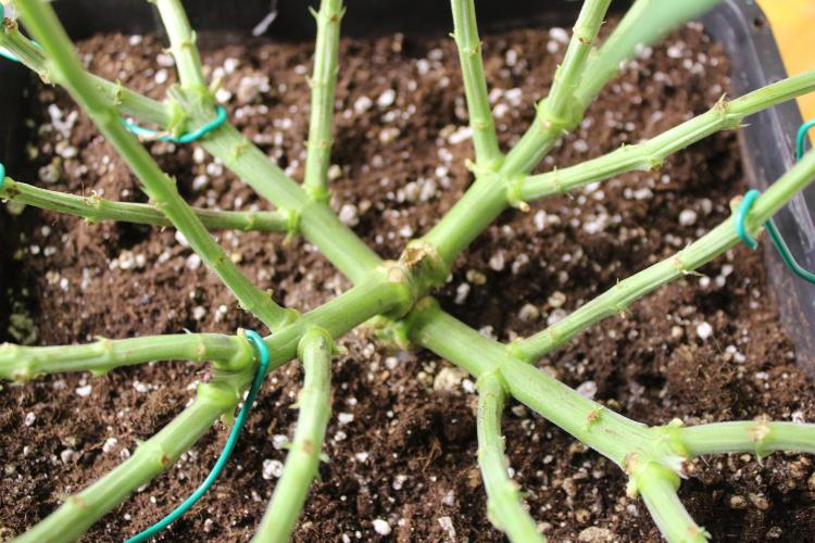 MOBY DICK - Barney's farm. Week 7