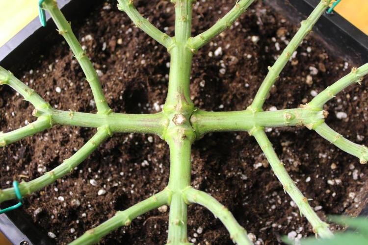 MOBY DICK - Barney's farm. Week 7