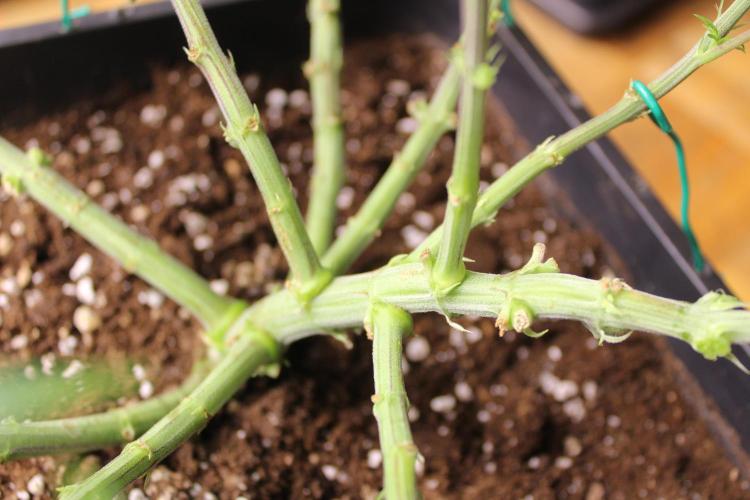 MOBY DICK - Barney's farm. Week 7