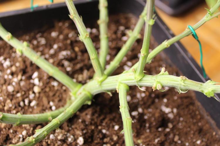 MOBY DICK - Barney's farm. Week 7