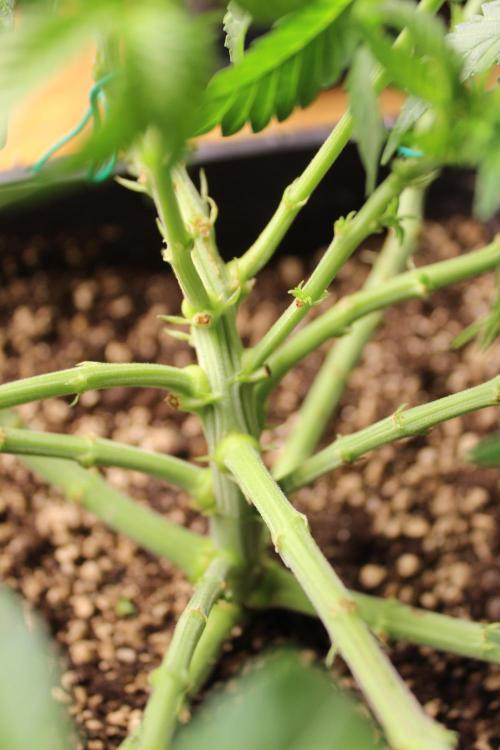 MOBY DICK - Barney's farm. Week 7