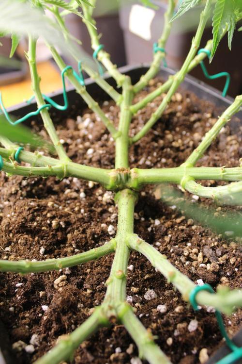 MOBY DICK - Barney's farm. Week 7